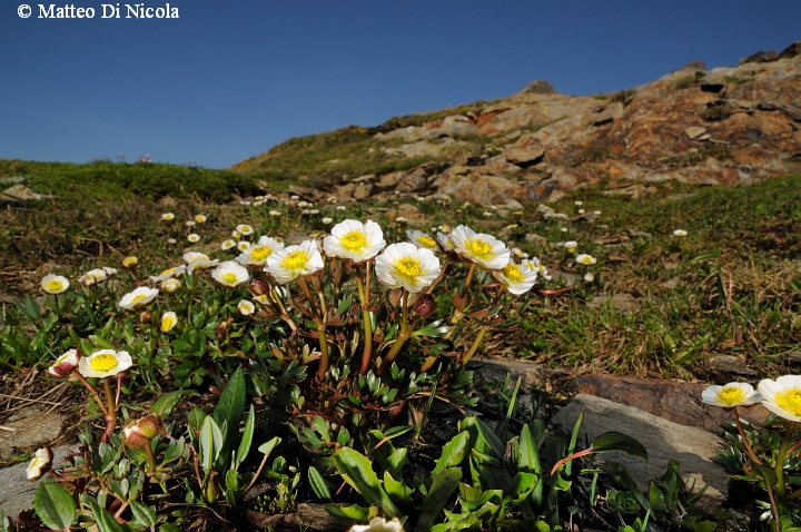un po'' di flora dal Gavia